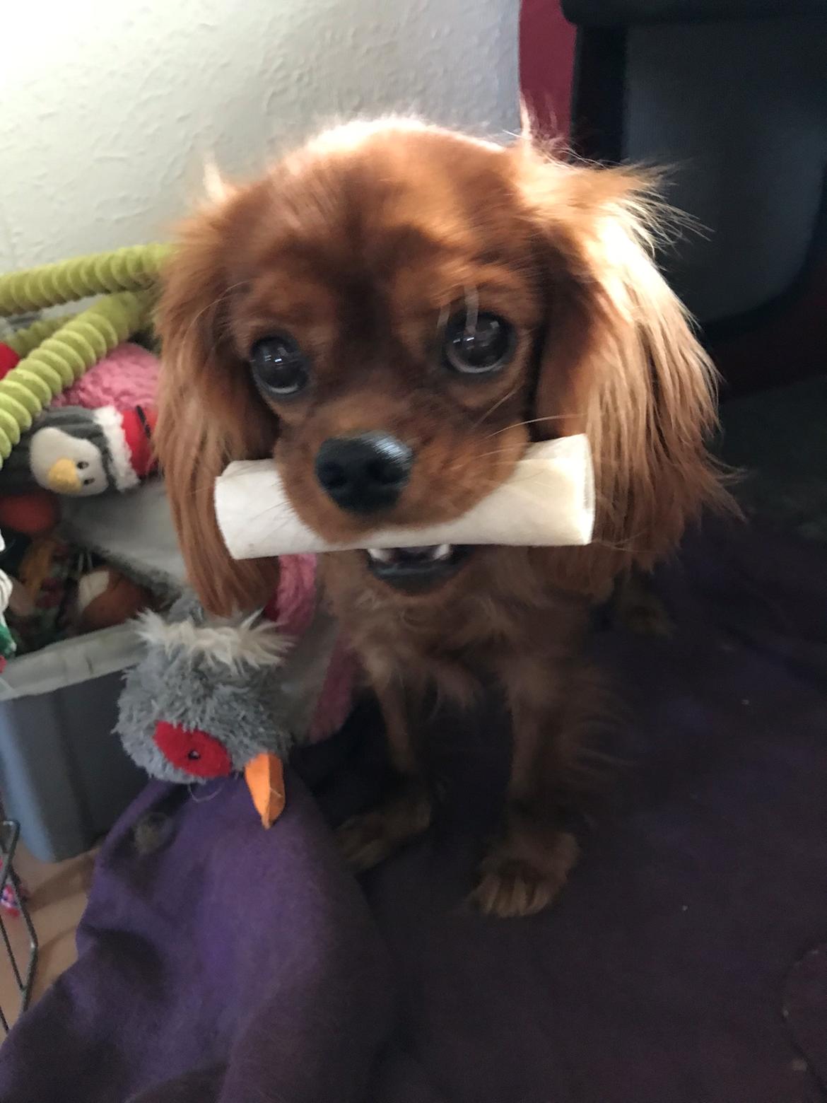 Cavalier king charles spaniel Cavakikki's Viol billede 15