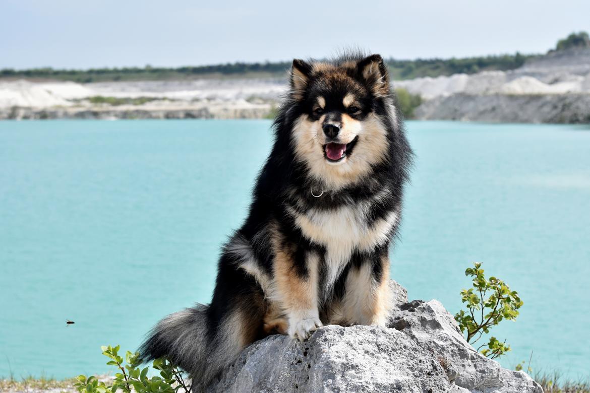 Finsk lapphund Eli - Faxe Kalkbrud billede 20
