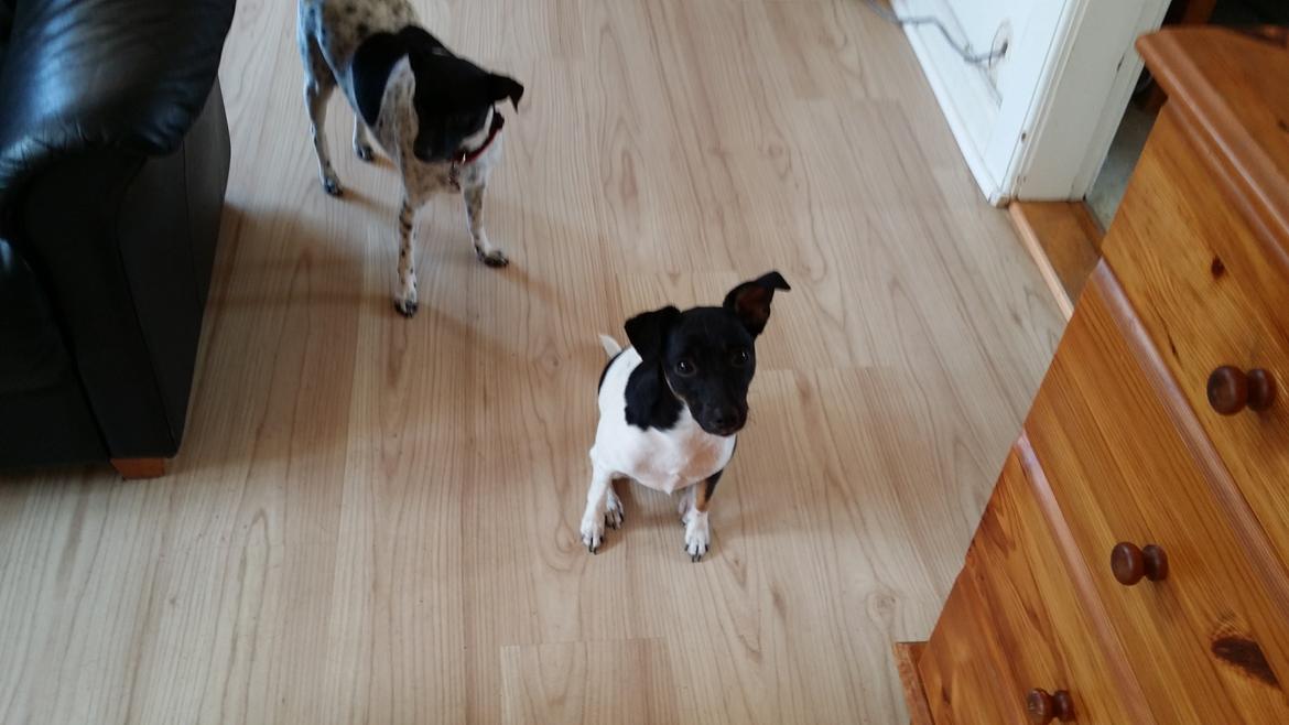 Dansk svensk gaardhund Laisa billede 8