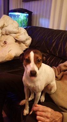 Dansk svensk gaardhund Bjanka billede 6