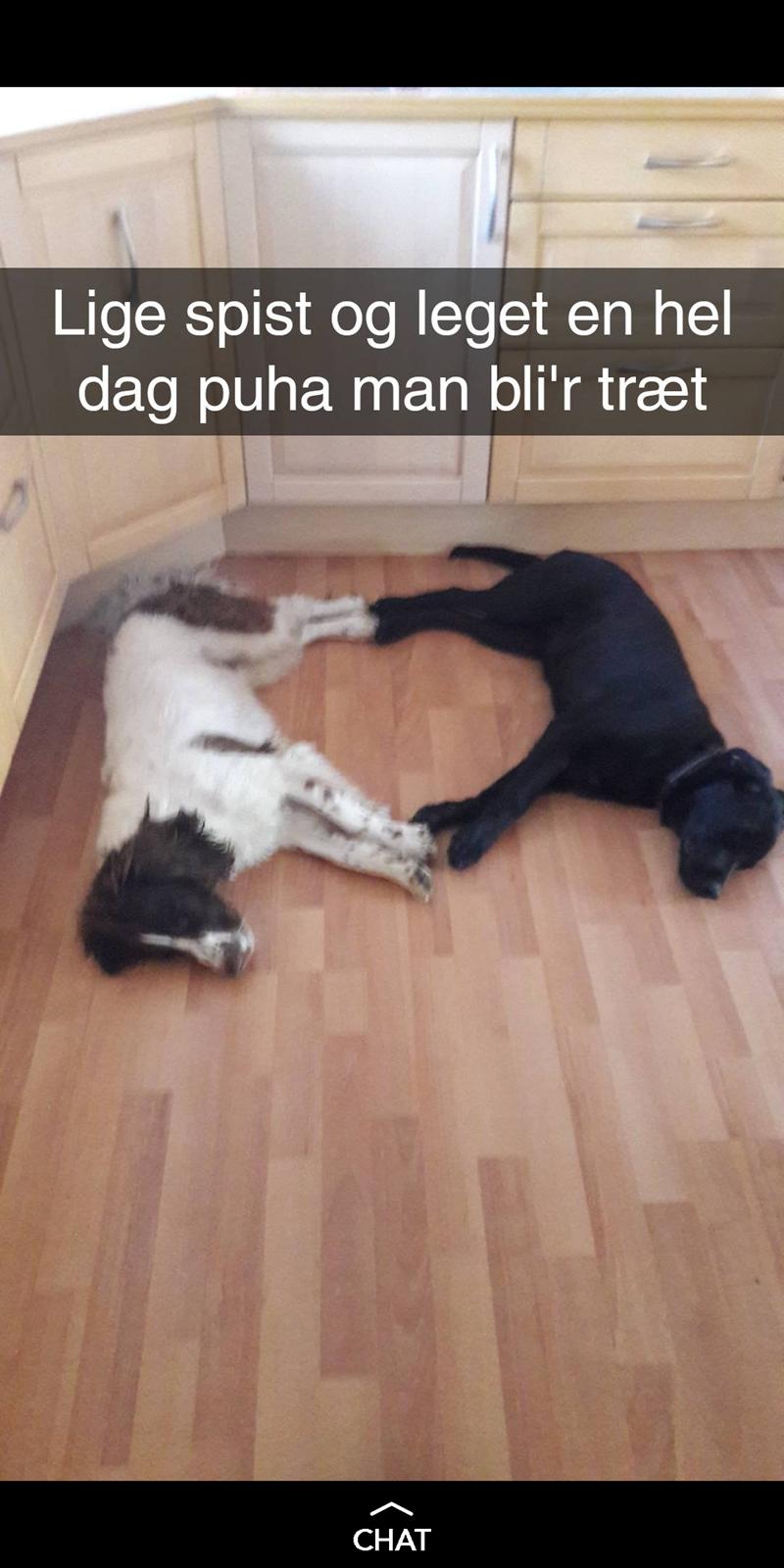 Blanding af racer Mollie  billede 1