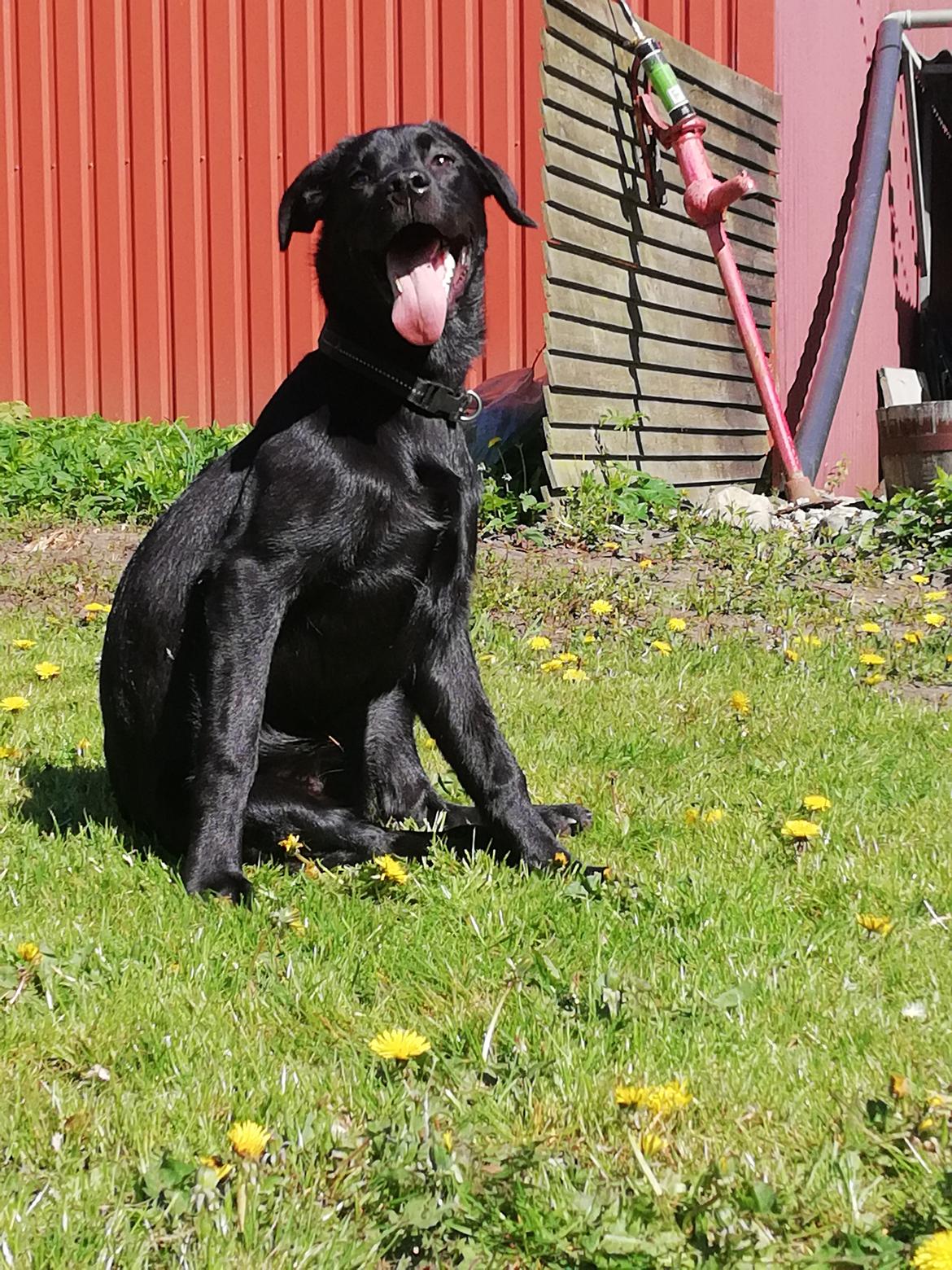 Blanding af racer Mollie  billede 2