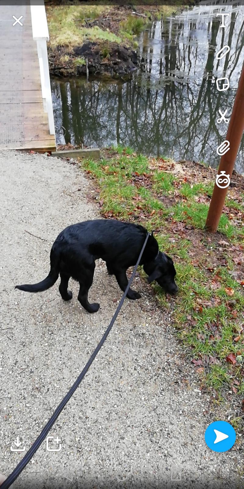 Blanding af racer Mollie  billede 4