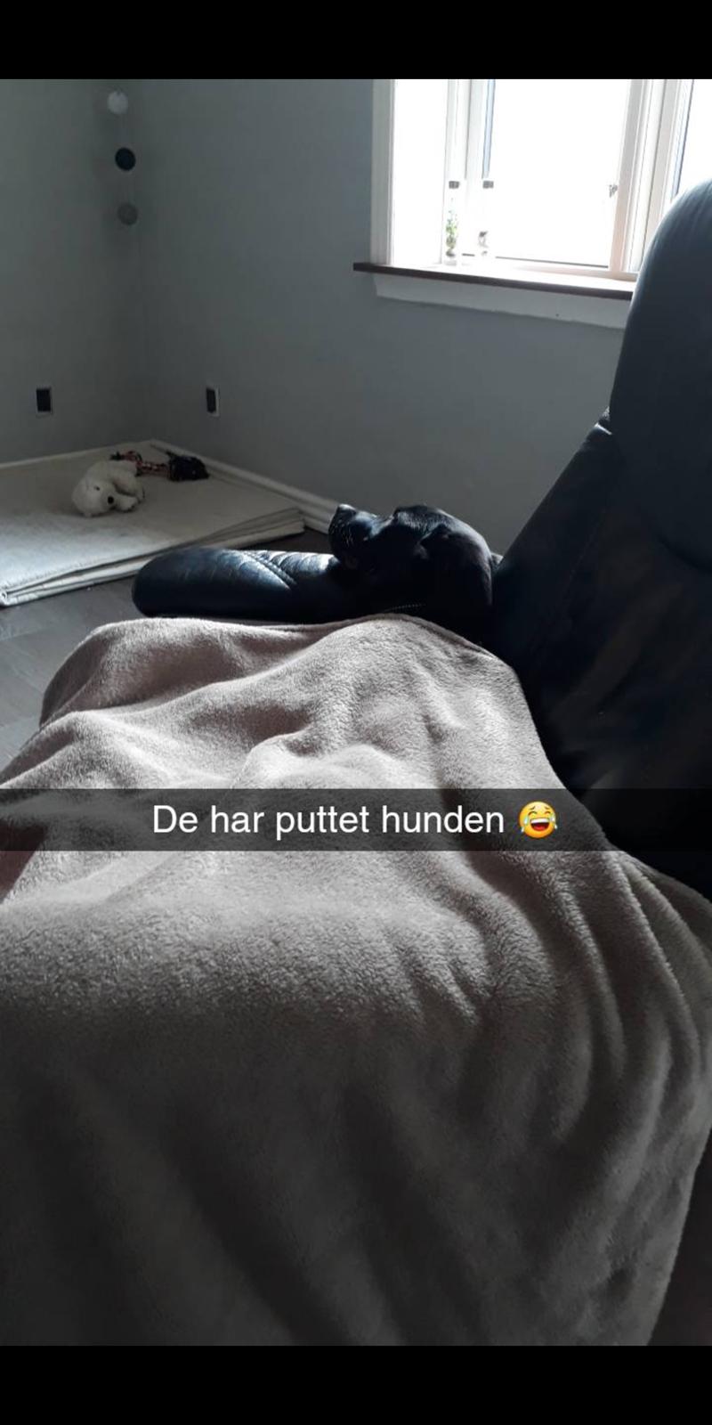 Blanding af racer Mollie  billede 5