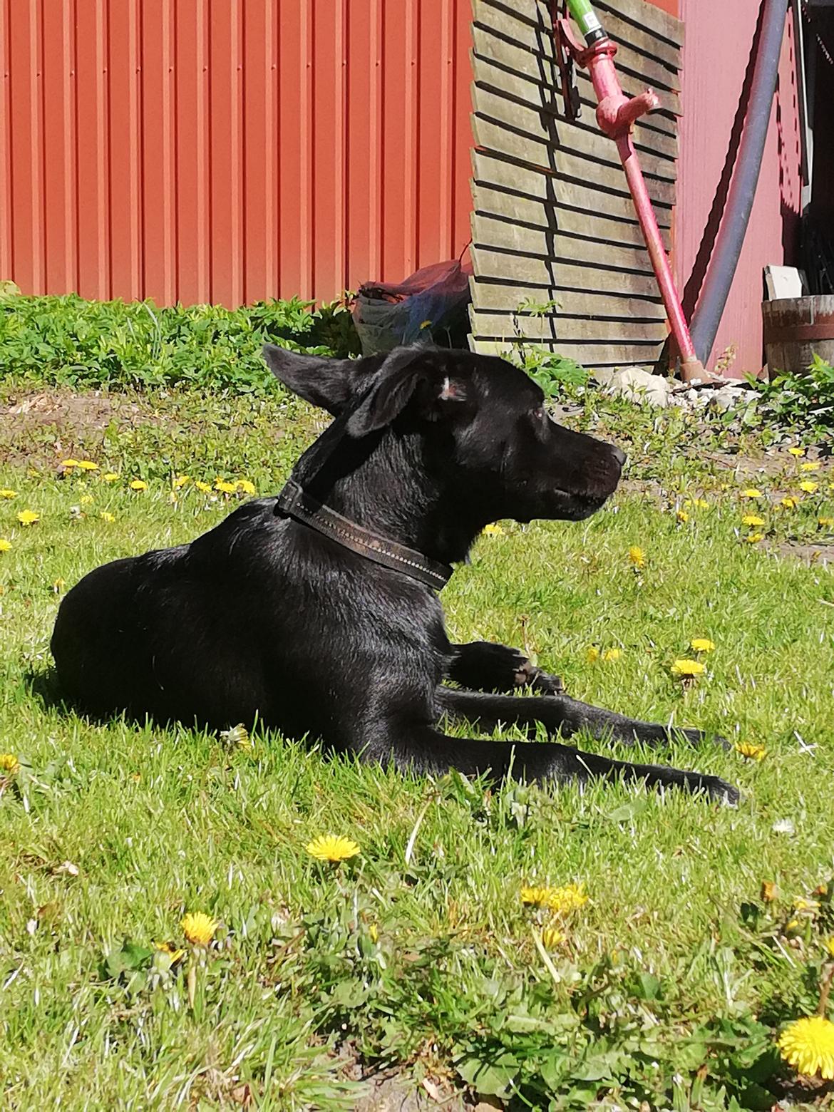 Blanding af racer Mollie  billede 3