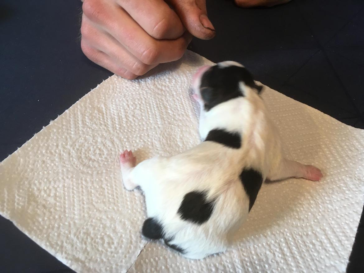 Blanding af racer Ronja billede 5