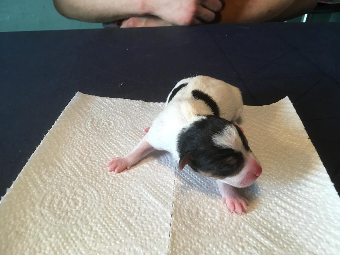 Blanding af racer Ronja billede 4