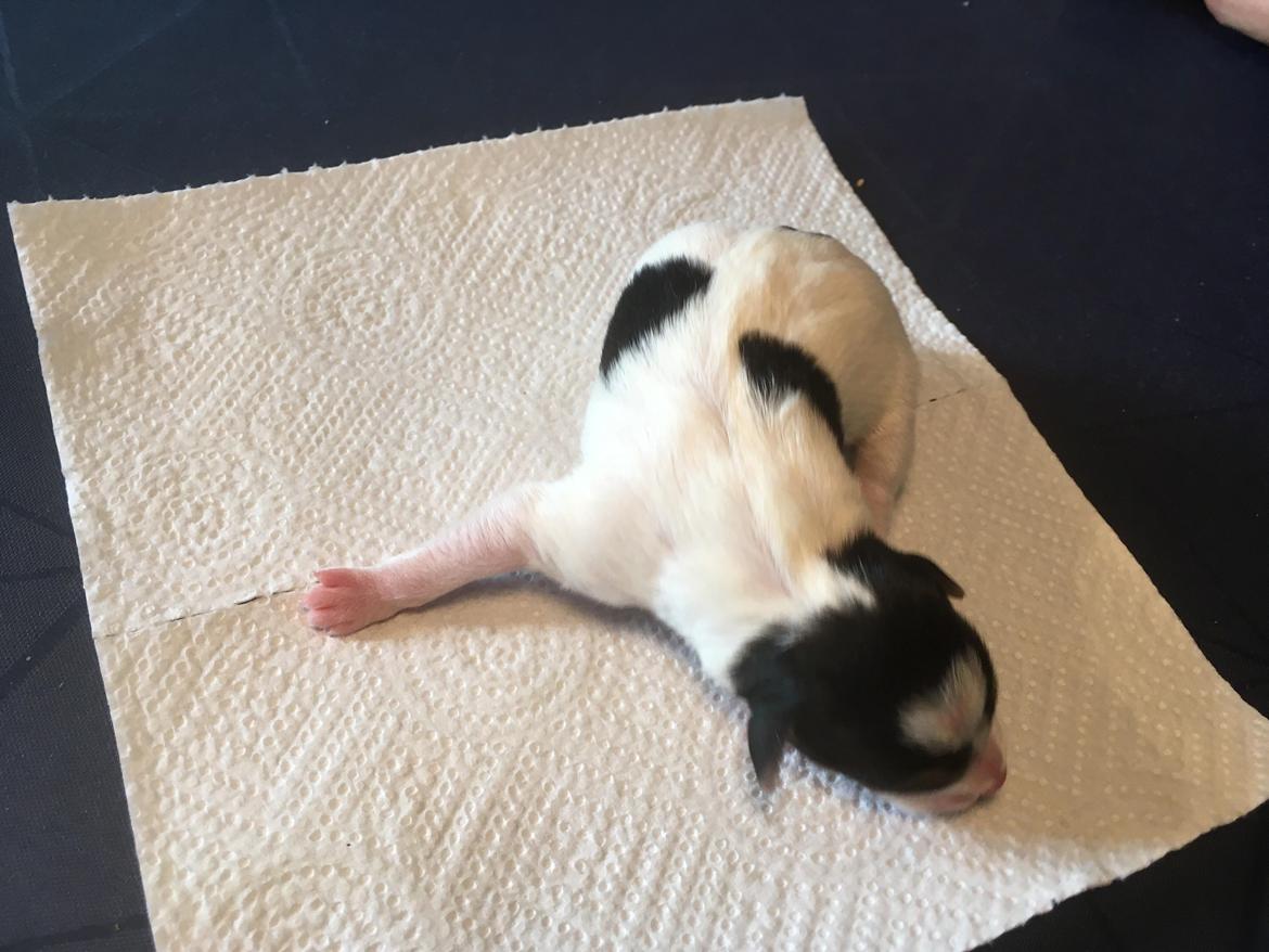 Blanding af racer Ronja billede 6