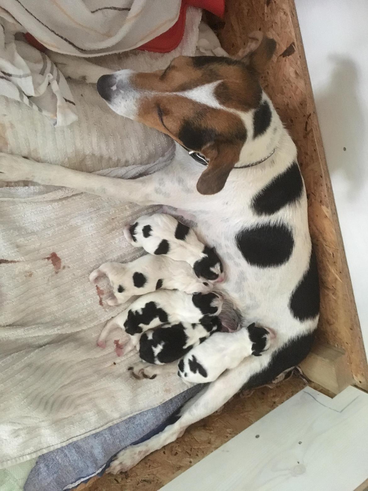 Blanding af racer Ronja billede 8