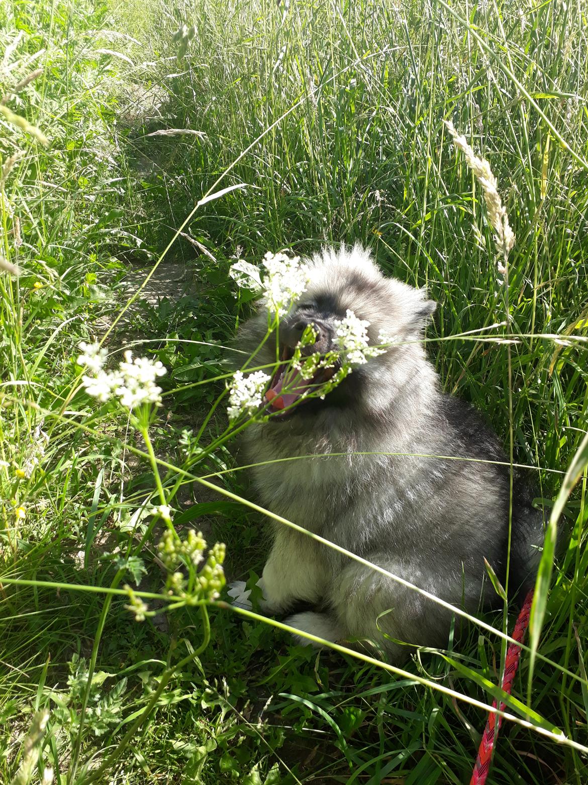 Keeshond Asdis - House of Keesgaard A Silver Past  billede 19