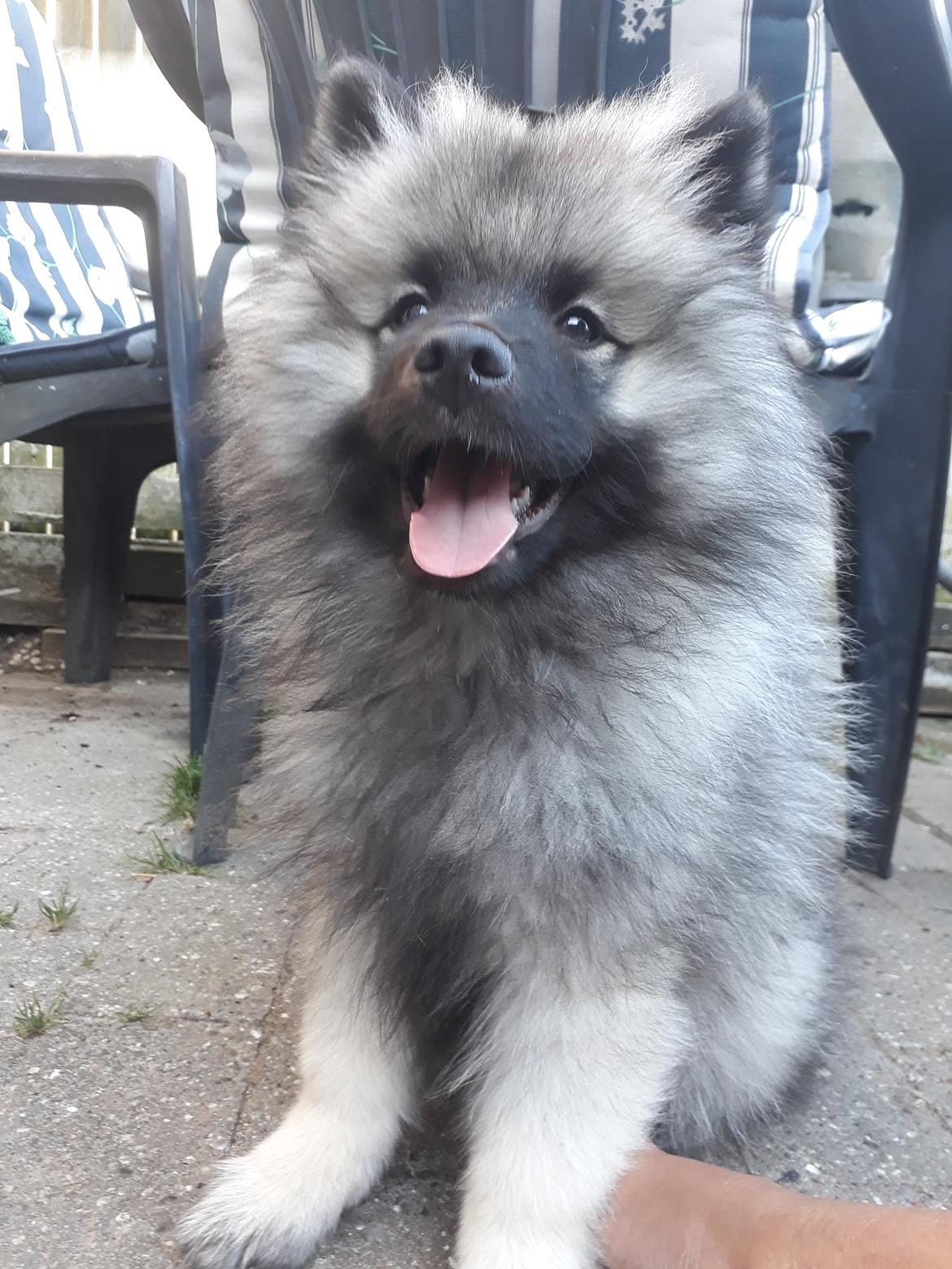 Keeshond Asdis - House of Keesgaard A Silver Past  billede 20