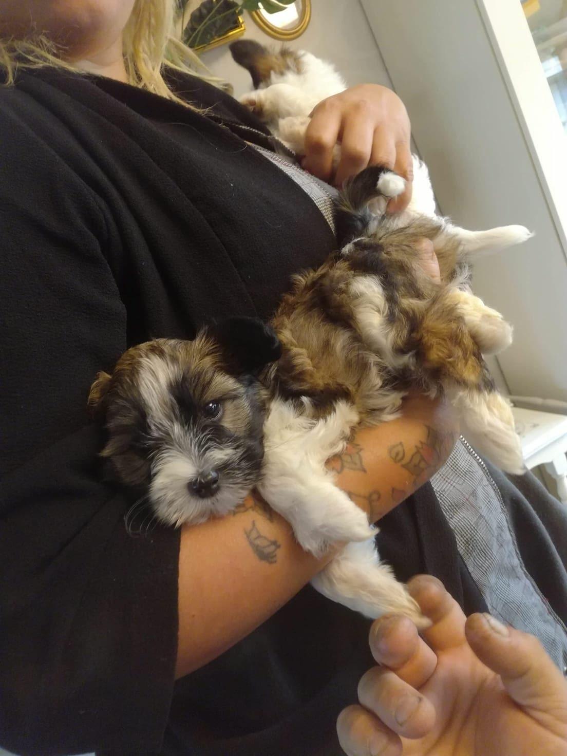 Blanding af racer Maggie - 7 uger billede 7