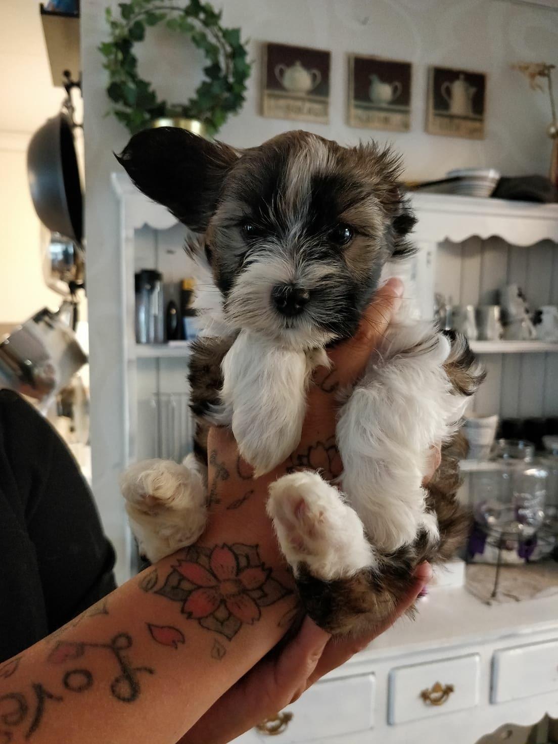 Blanding af racer Maggie - 7 uger billede 8