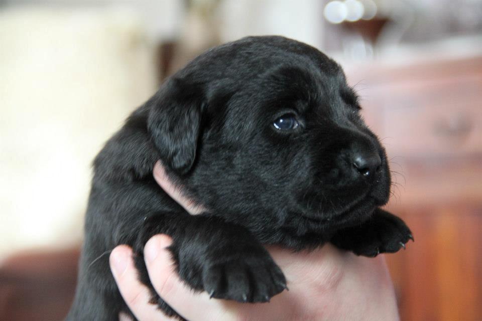 Labrador retriever Juelsgaard's Cheddar - Kanto billede 2