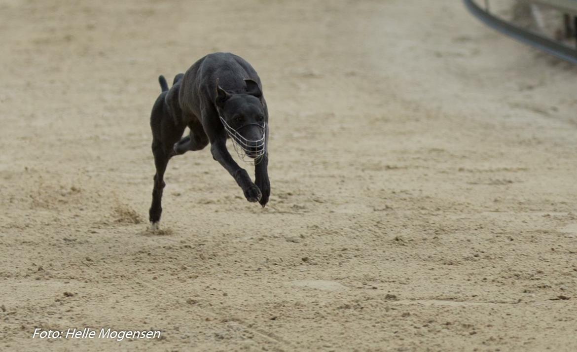 Whippet Madakis deepest blue billede 2