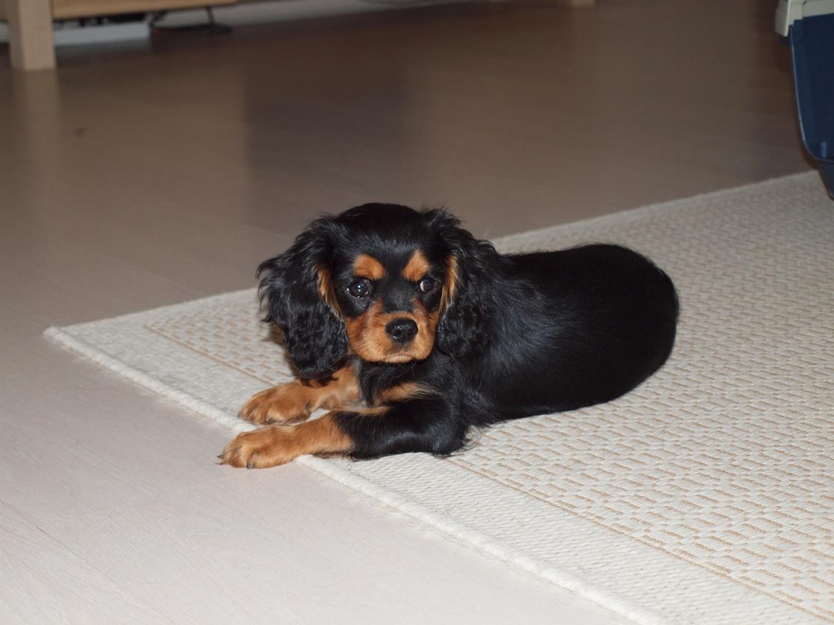 Cavalier king charles spaniel Cavalier Vittrups Fanny "Malou" billede 6