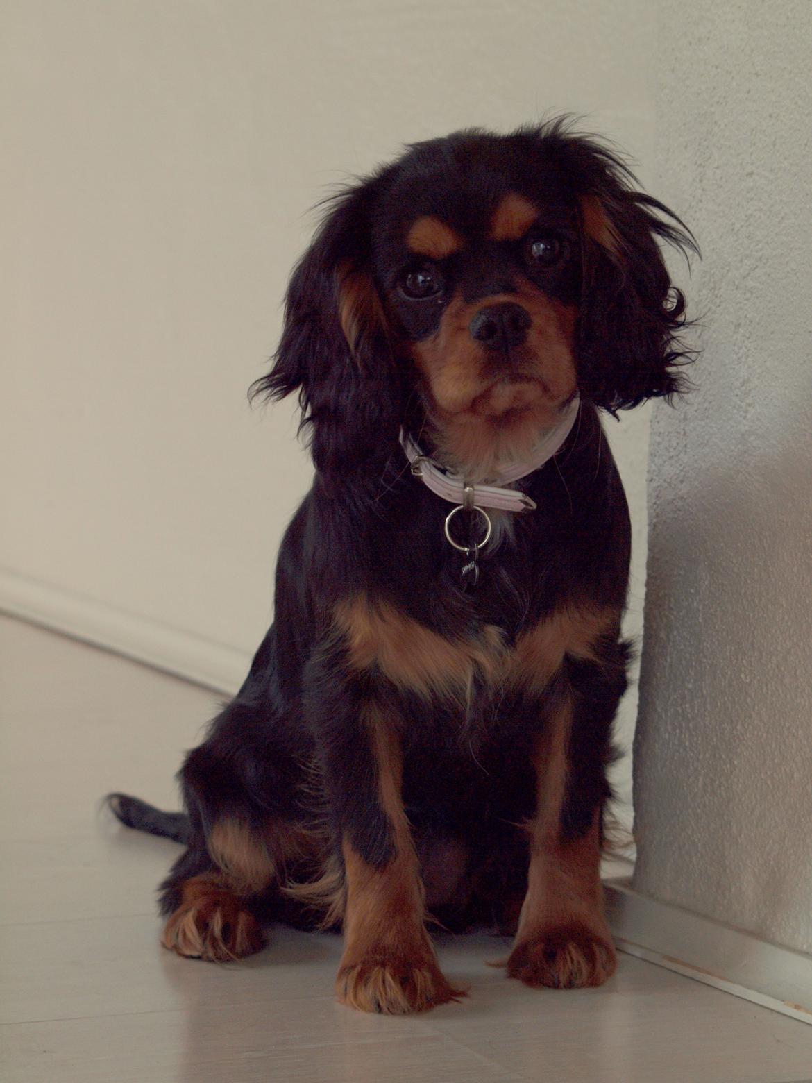 Cavalier king charles spaniel Cavalier Vittrups Fanny "Malou" billede 7