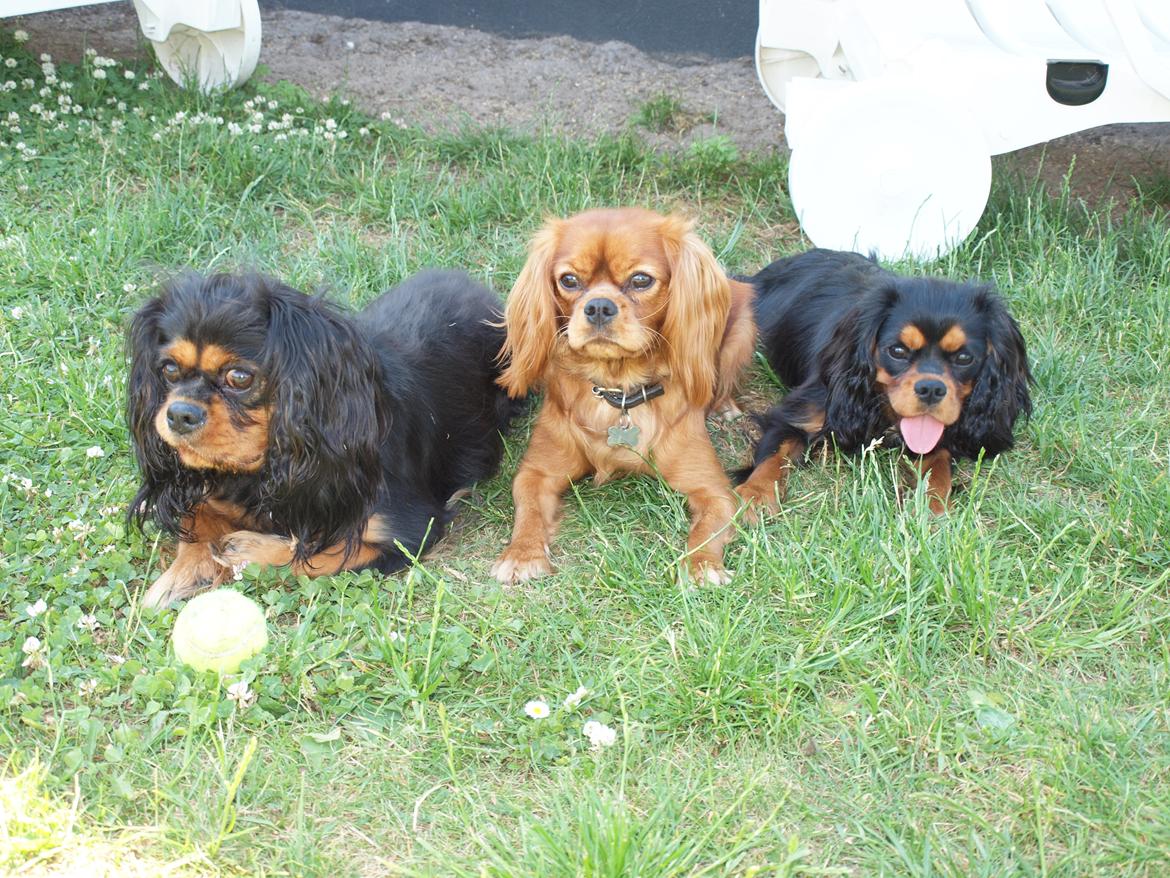 Cavalier king charles spaniel Cavalier Vittrups Fanny "Malou" billede 12