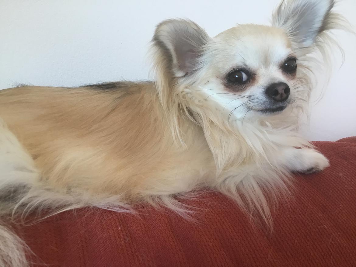 Chihuahua Nico - Min leje søster billede 4
