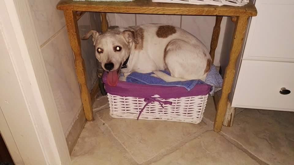 Blanding af racer robin billede 1