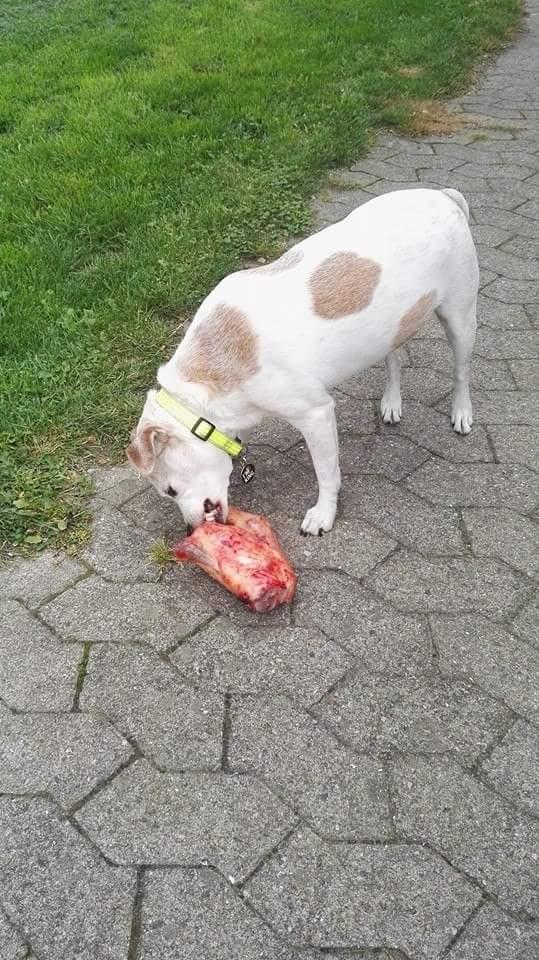 Blanding af racer robin billede 2