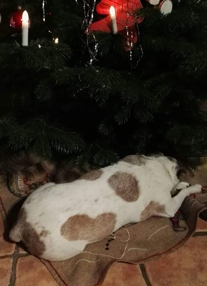 Blanding af racer robin billede 3