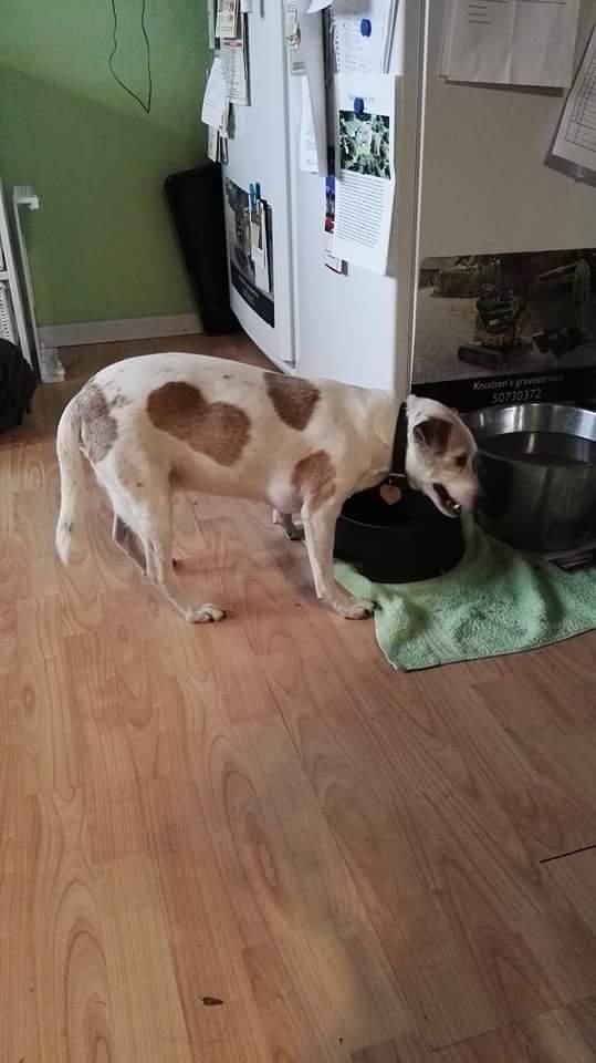 Blanding af racer robin billede 4