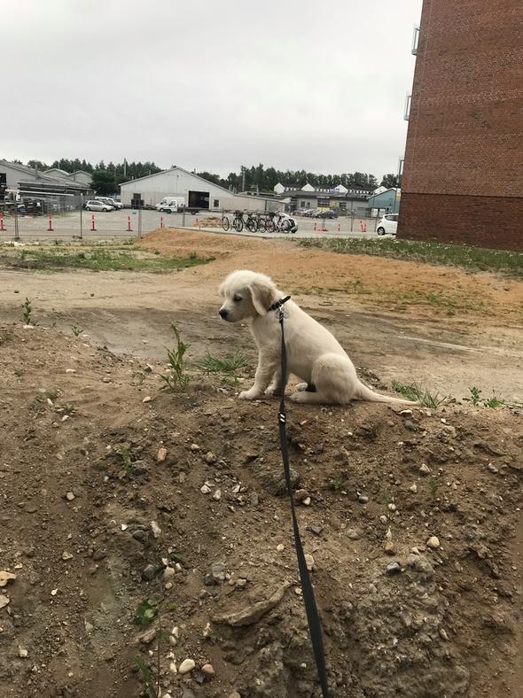 Golden retriever Pumba - Kongen af Risskov! billede 8