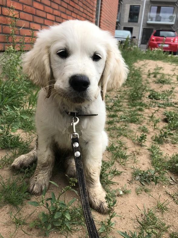 Golden retriever Pumba - En lille mudret fyr, der har ræset rundt i vandpytter :-D billede 3