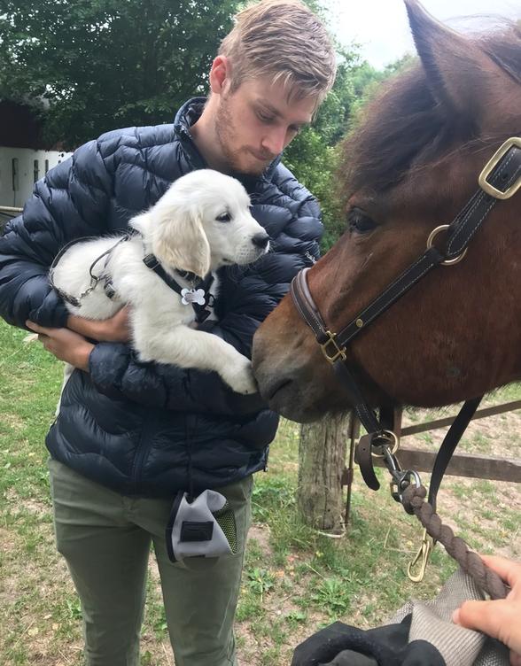 Golden retriever Pumba - Mødet med min hest, Valdi. Valdi nulrer Pumbas pote, mens Pumba er liiiiidt skeptisk billede 9