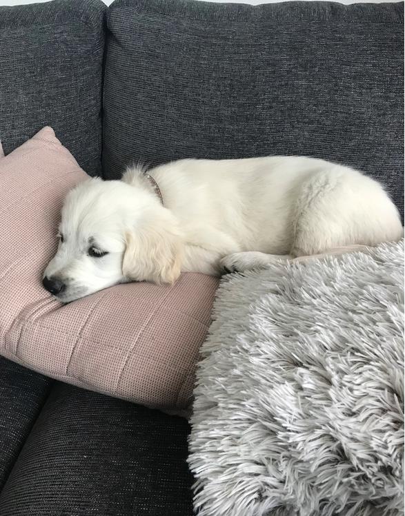 Golden retriever Pumba - Putter i puderne. Jeg må nemlig gerne være i sofaen. Det elsker jeg. billede 23