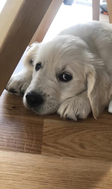 Golden retriever Pumba - Første dag i det nye hjem. Lidt skeptisk.  billede 31