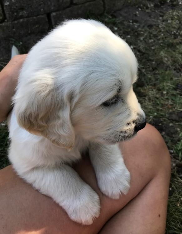 Golden retriever Pumba - Lille fis <3  billede 22