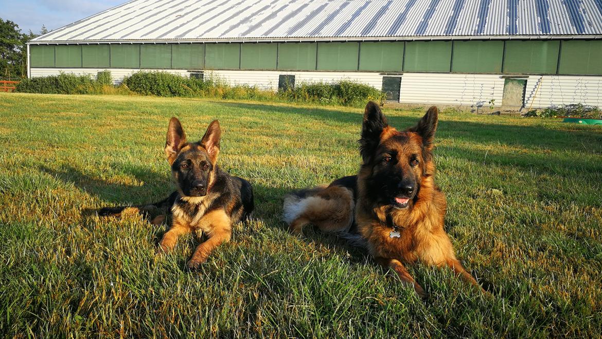 Schæferhund Vestegnen's Ciba - Her sammen med "lillesøster" Vestegnens Irma billede 4