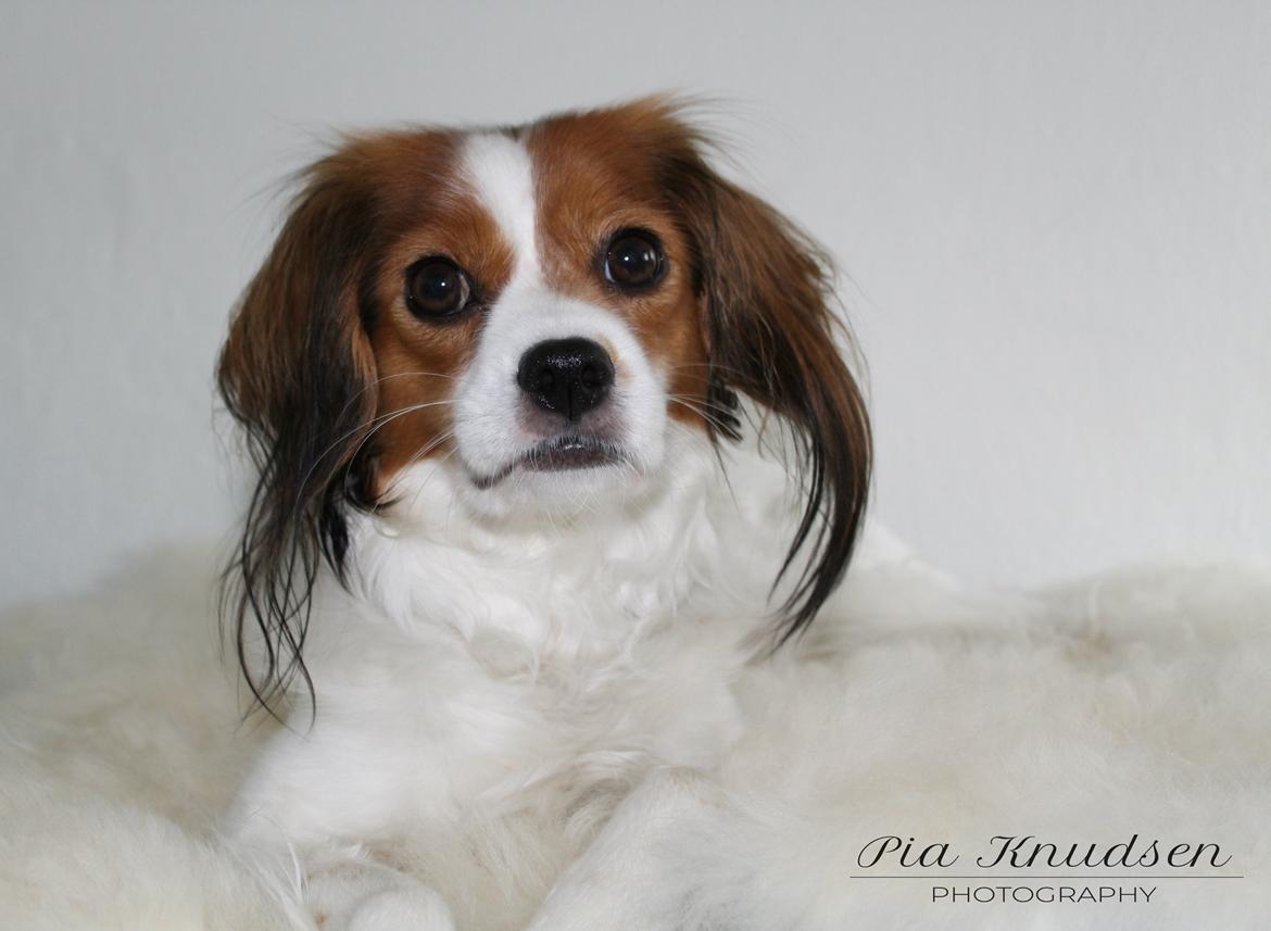 Blanding af racer Fiibi Himmelhund billede 5