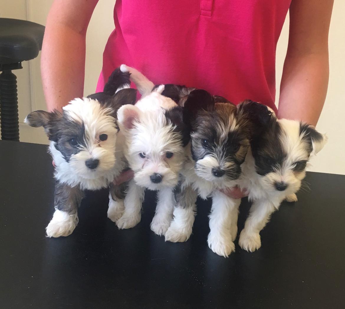 Blanding af racer Maggie - Hele kuldet - 8 uger billede 9