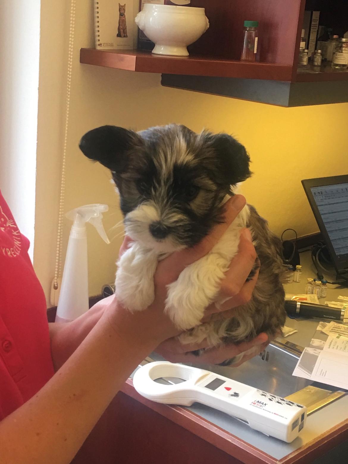 Blanding af racer Maggie - 8 uger billede 11