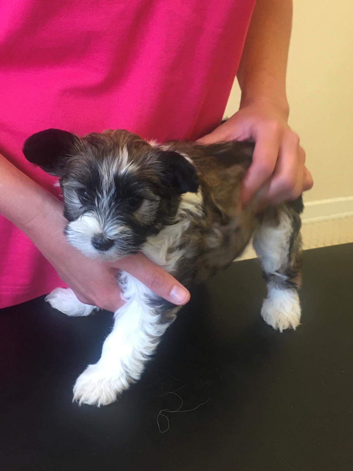 Blanding af racer Maggie - 8 uger billede 12