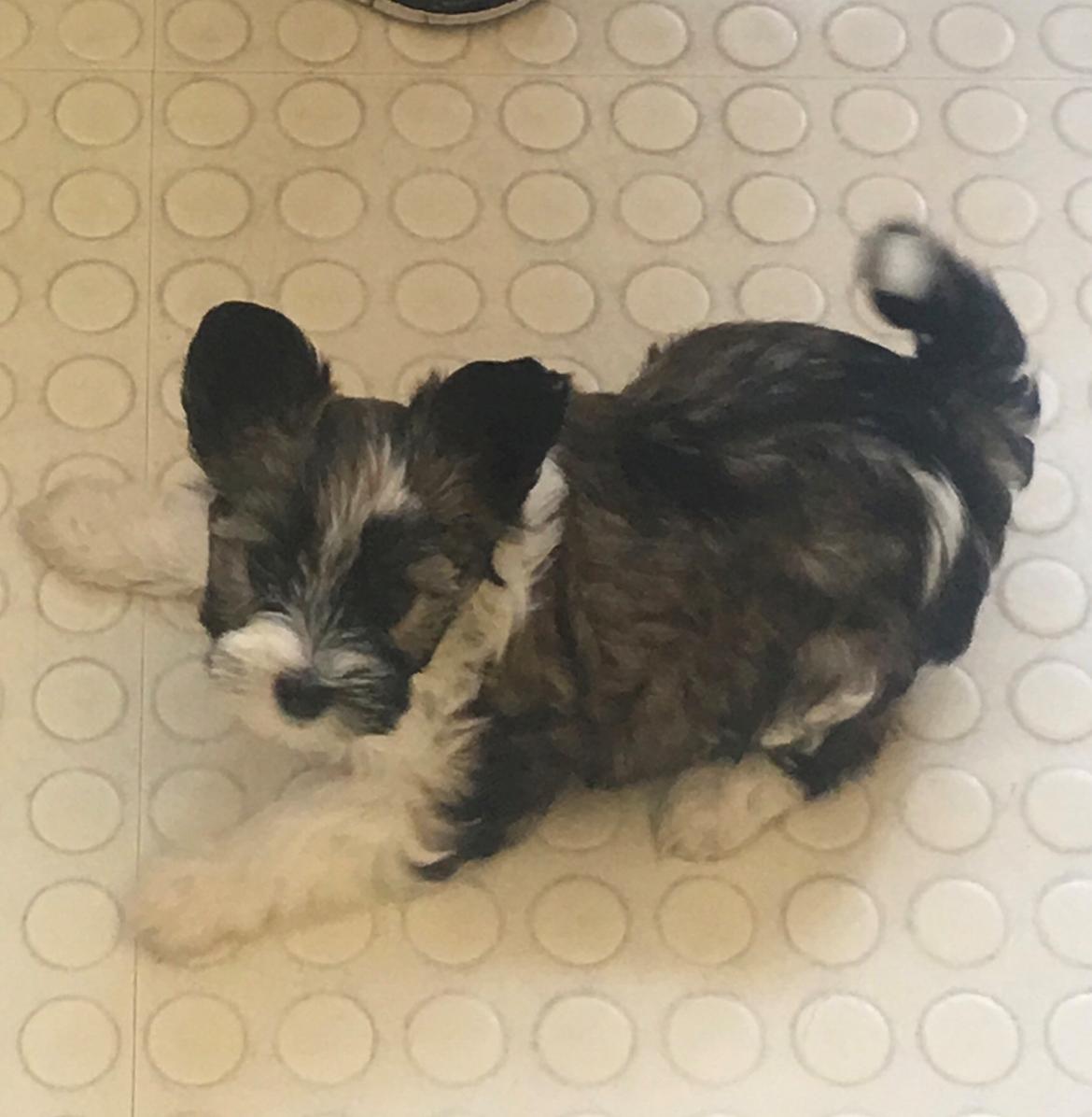 Blanding af racer Maggie - 8 uger billede 10