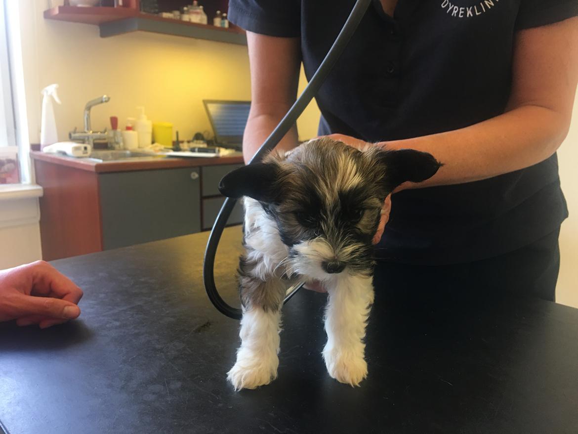 Blanding af racer Maggie - 8 uger billede 13