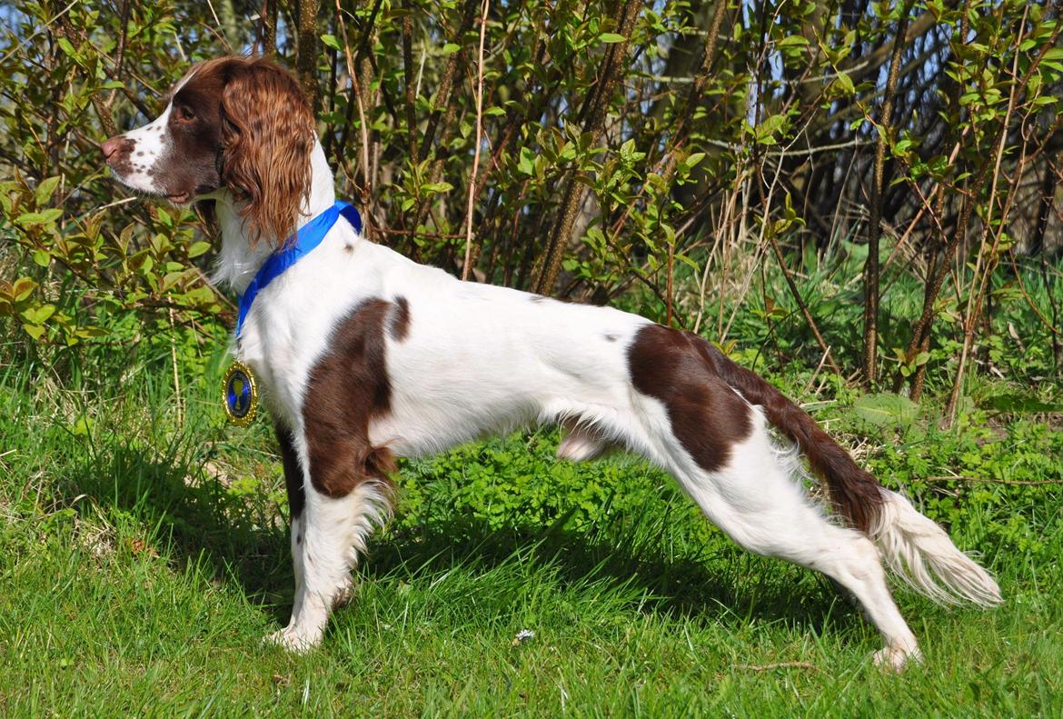 Field Trial Springer Spaniel Whisky  billede 1