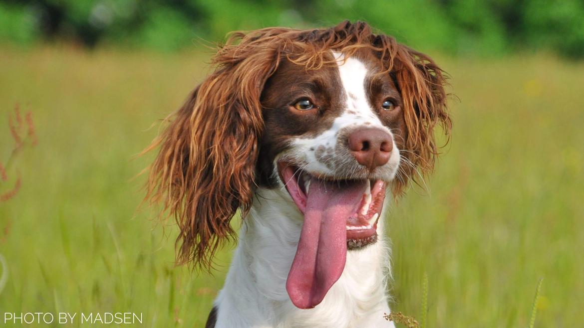 Field Trial Springer Spaniel Whisky  billede 2