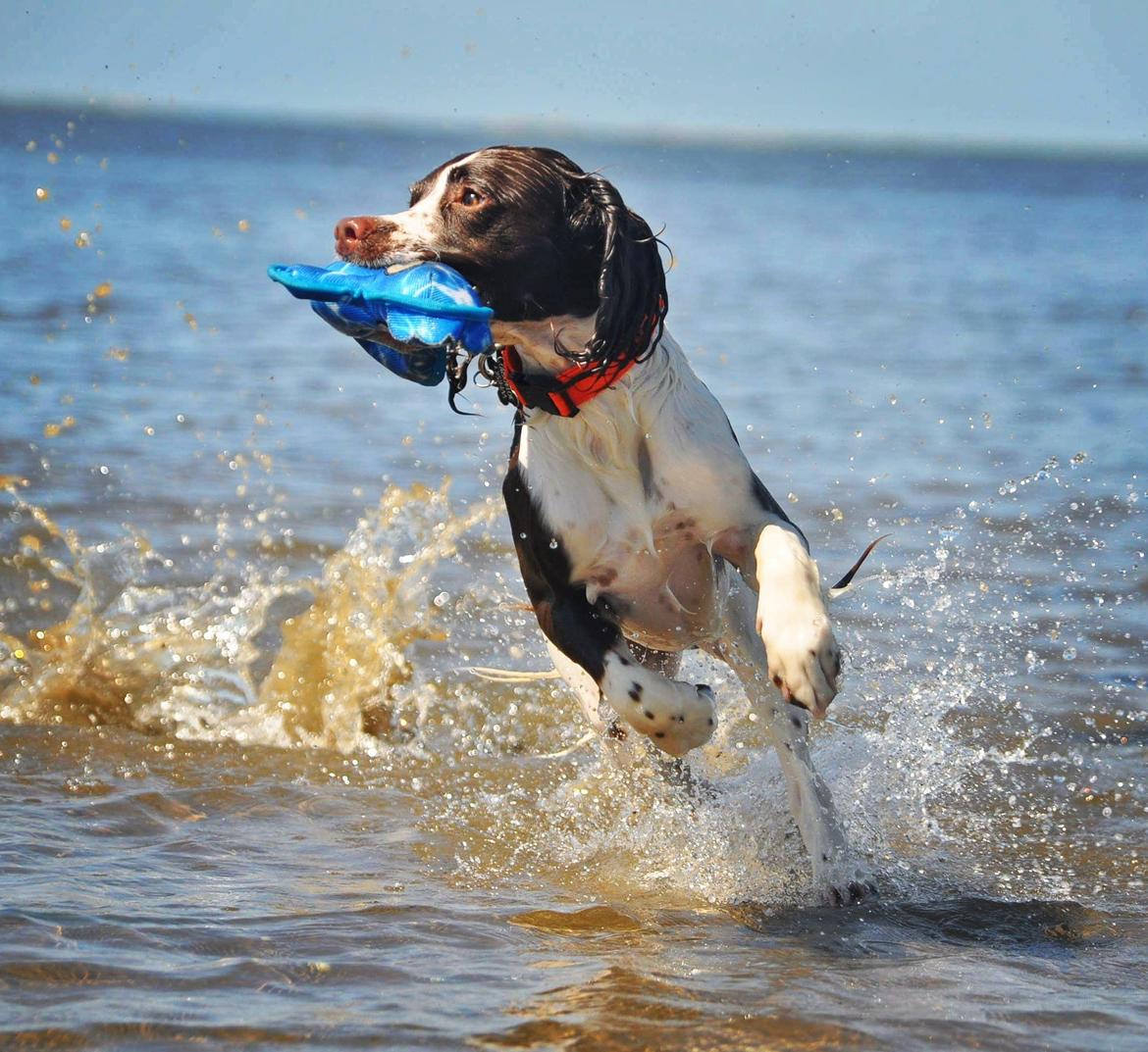 Field Trial Springer Spaniel Whisky  billede 3