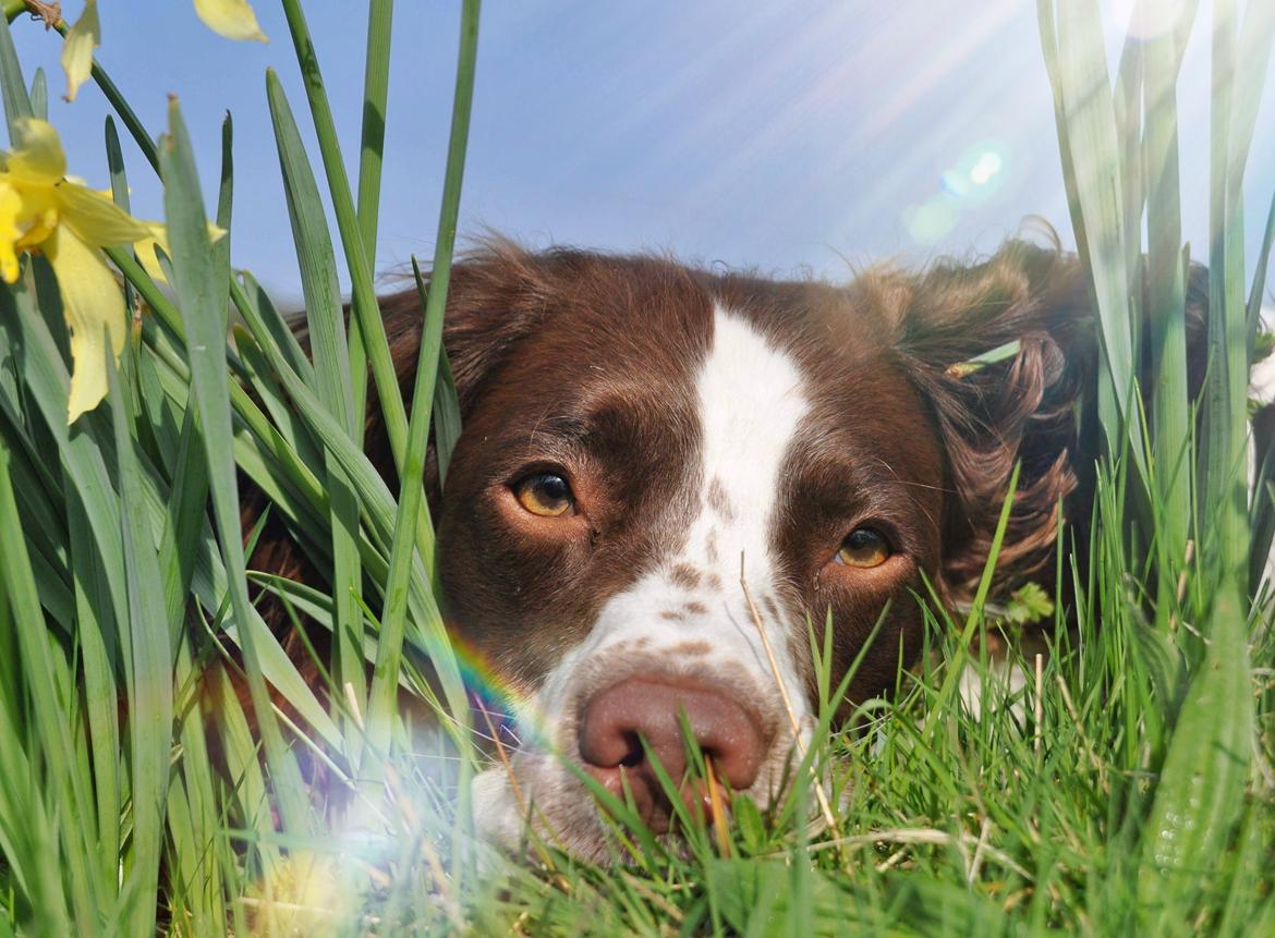 Field Trial Springer Spaniel Whisky  billede 4