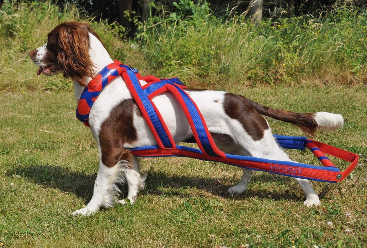 Field Trial Springer Spaniel Whisky  billede 6