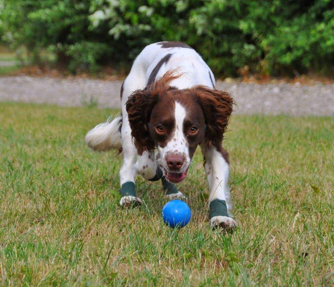 Field Trial Springer Spaniel Whisky  billede 8