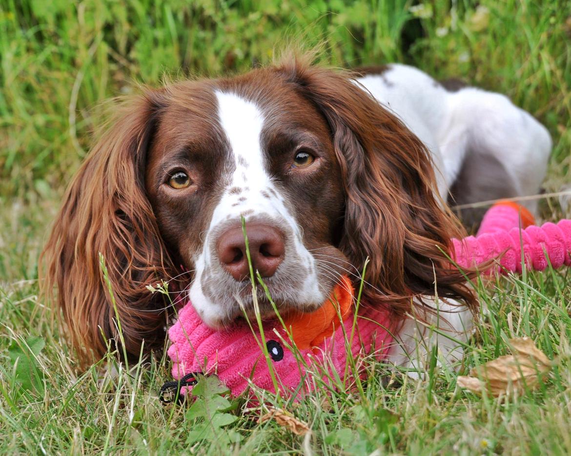 Field Trial Springer Spaniel Whisky  billede 10