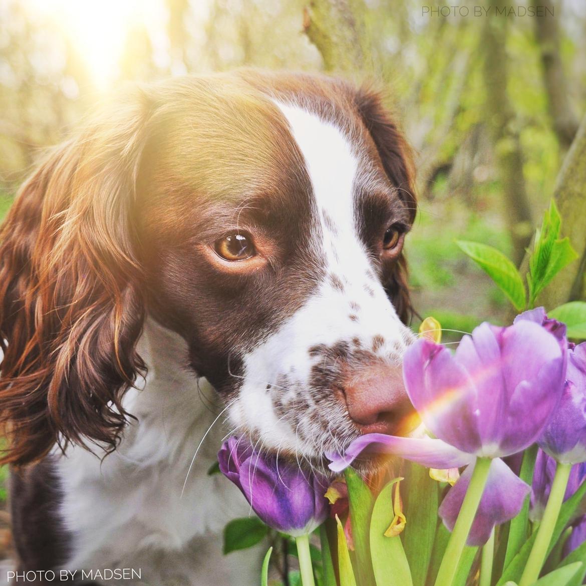 Field Trial Springer Spaniel Whisky  billede 11