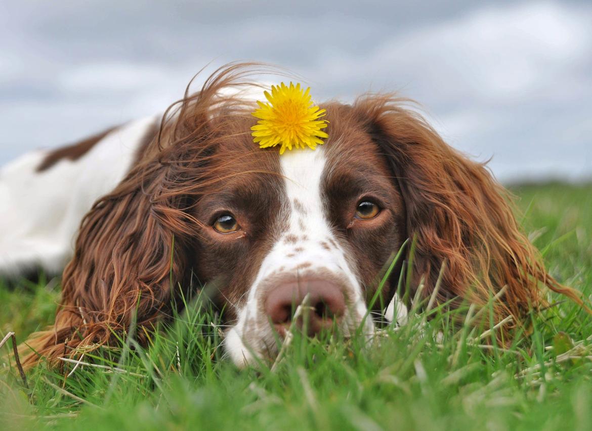 Field Trial Springer Spaniel Whisky  billede 12