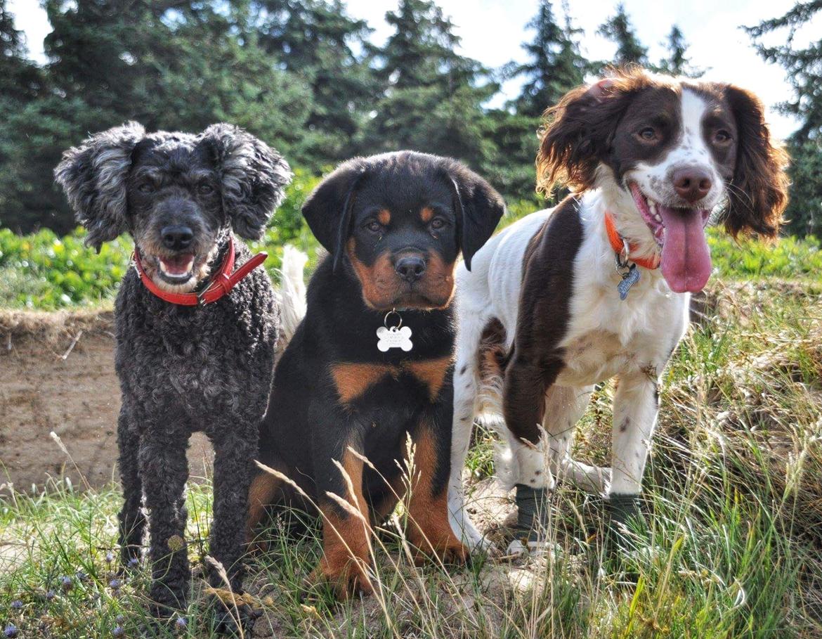 Field Trial Springer Spaniel Whisky  billede 15